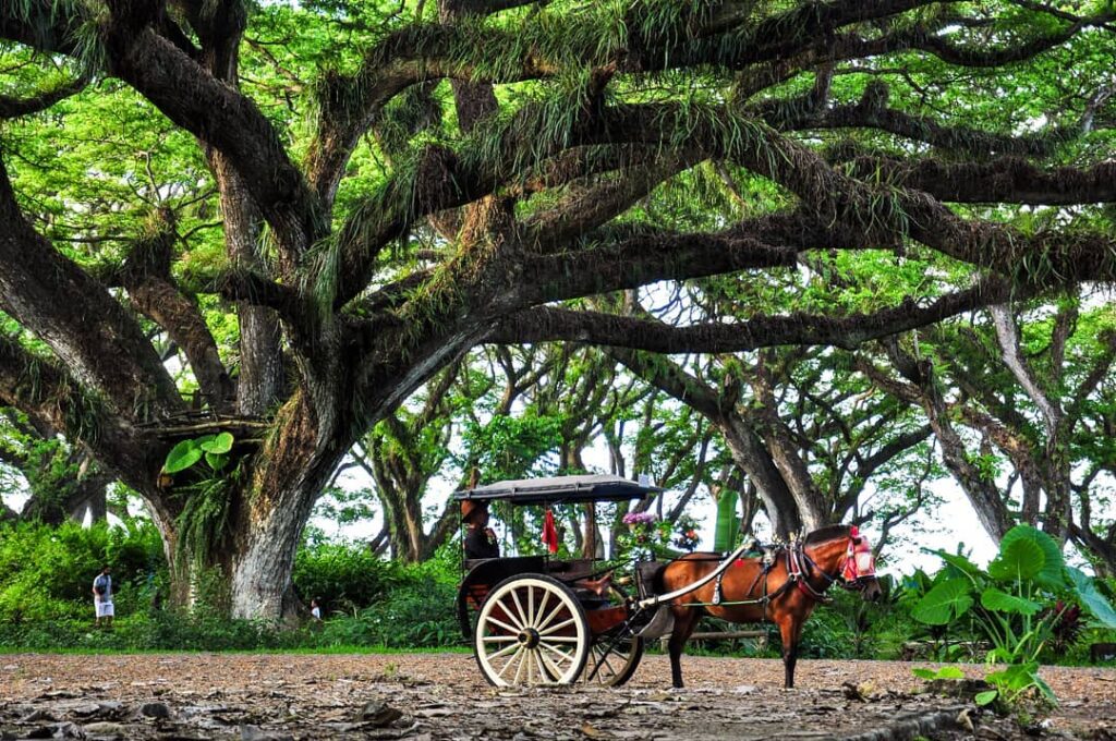 wisata banyuwangi